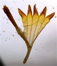  Disc floret